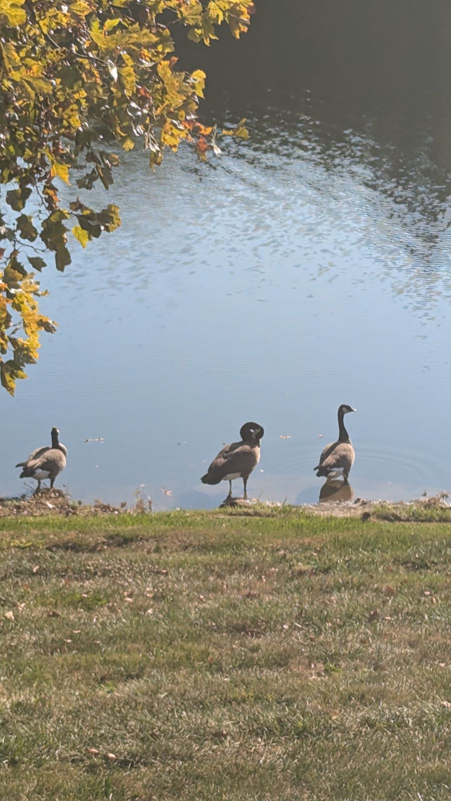 Canada geese