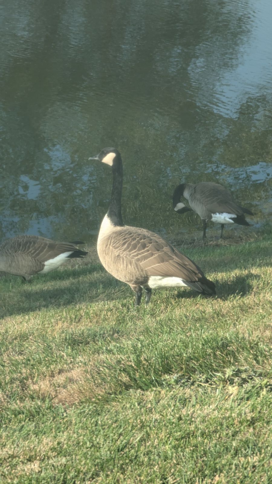 Canada goose, closer