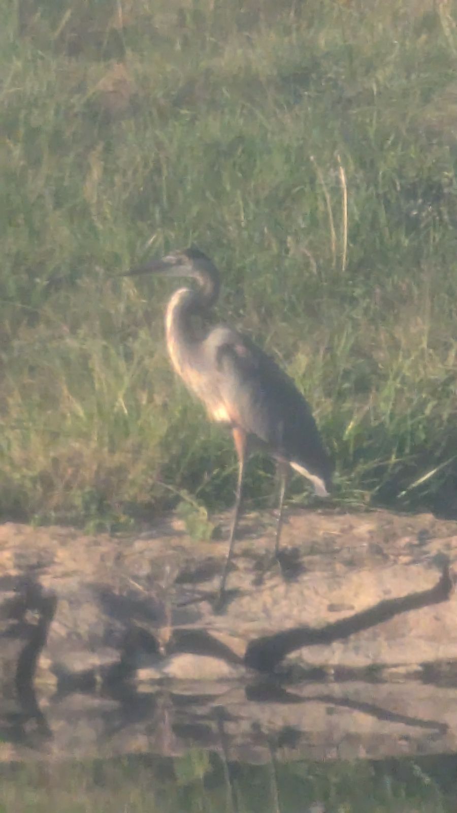 Great Blue Heron, closer