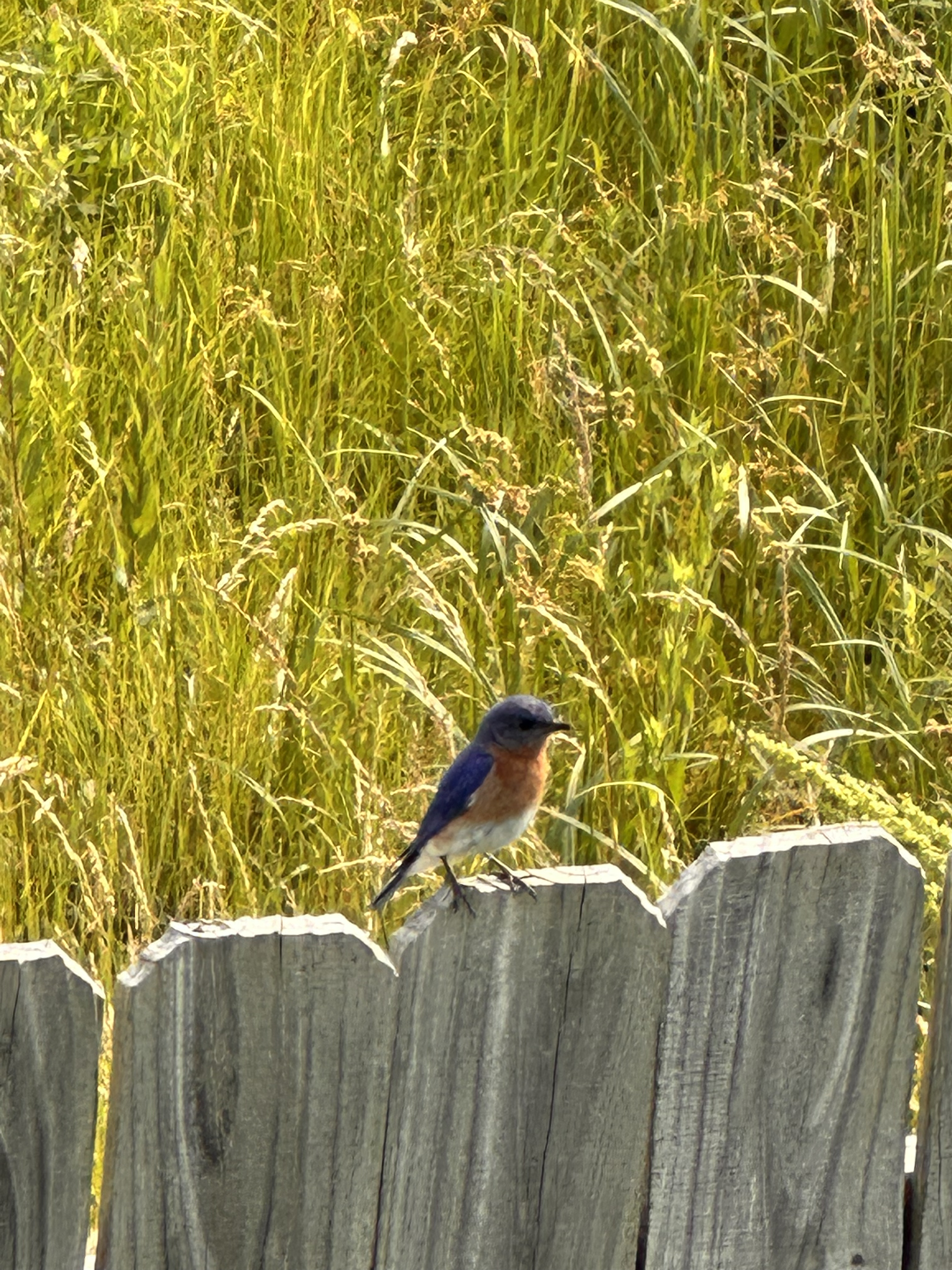 A blue bird